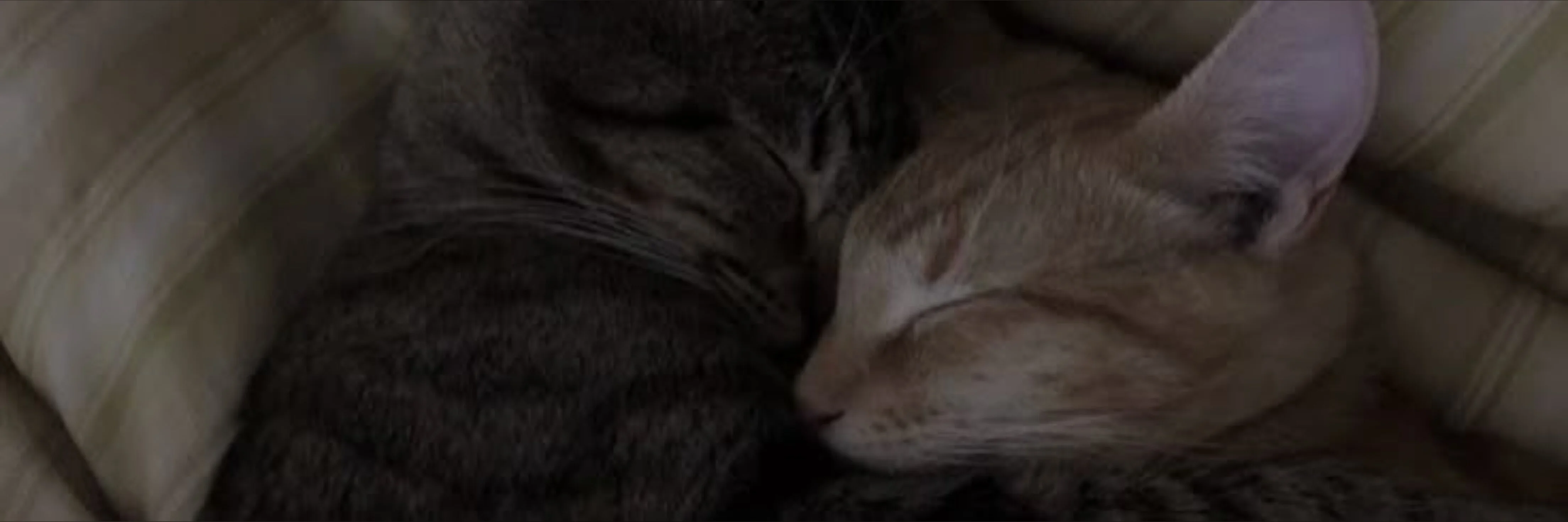 Jessye - Content Creator